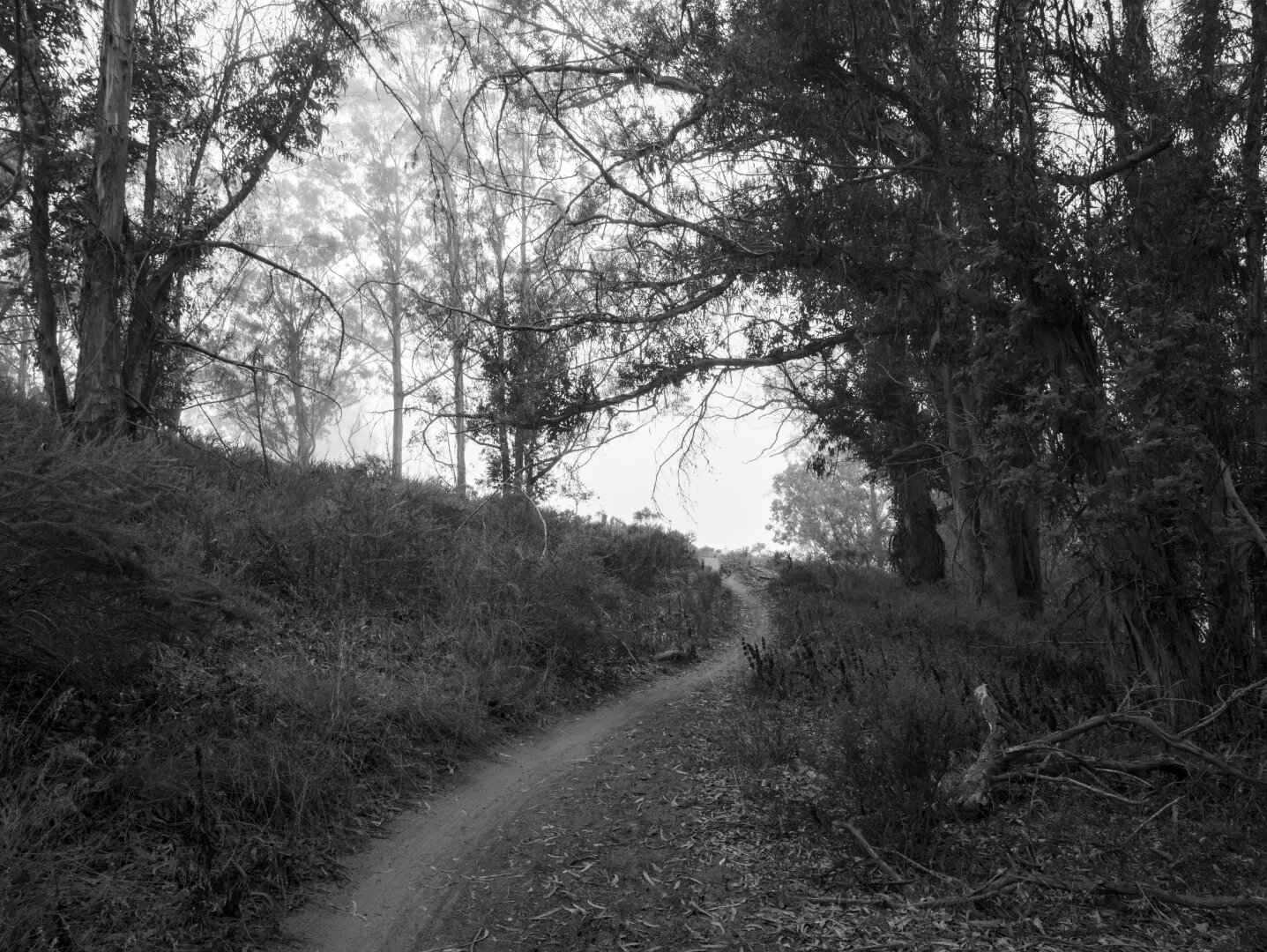A steep trail curves up a slope beneath some sparse trees, into the fog