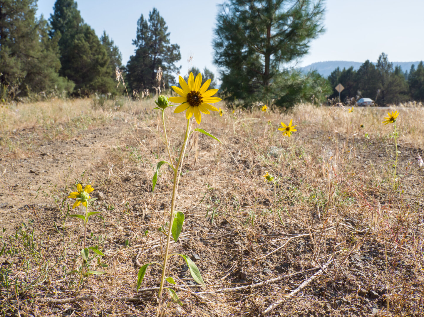 A yellow sunflower in the middle of a gravel road, with trees in the distance