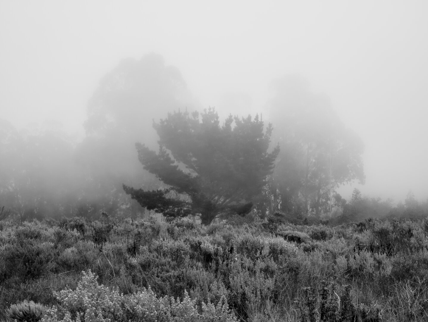 A tree stands out above the shrubs in front of two other trees that are more obscured by the fog