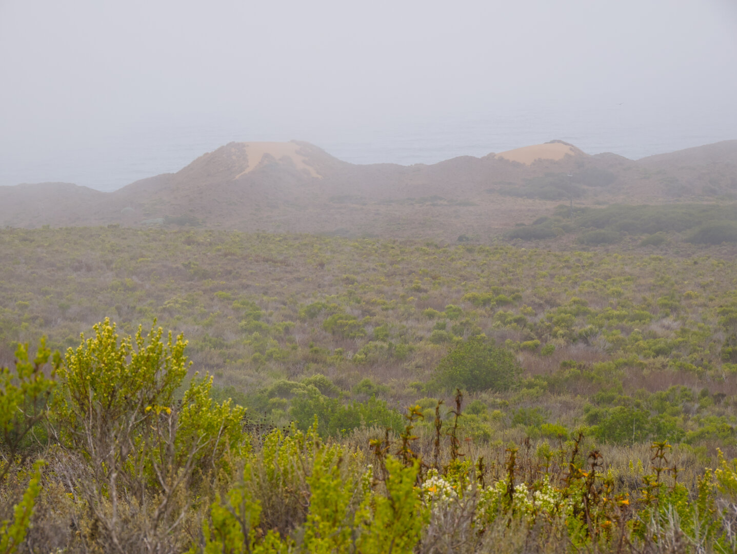 Sand dunes peek out of the fog, behind a field of shrubs. The ocean waves are barely visible behind the dunes.