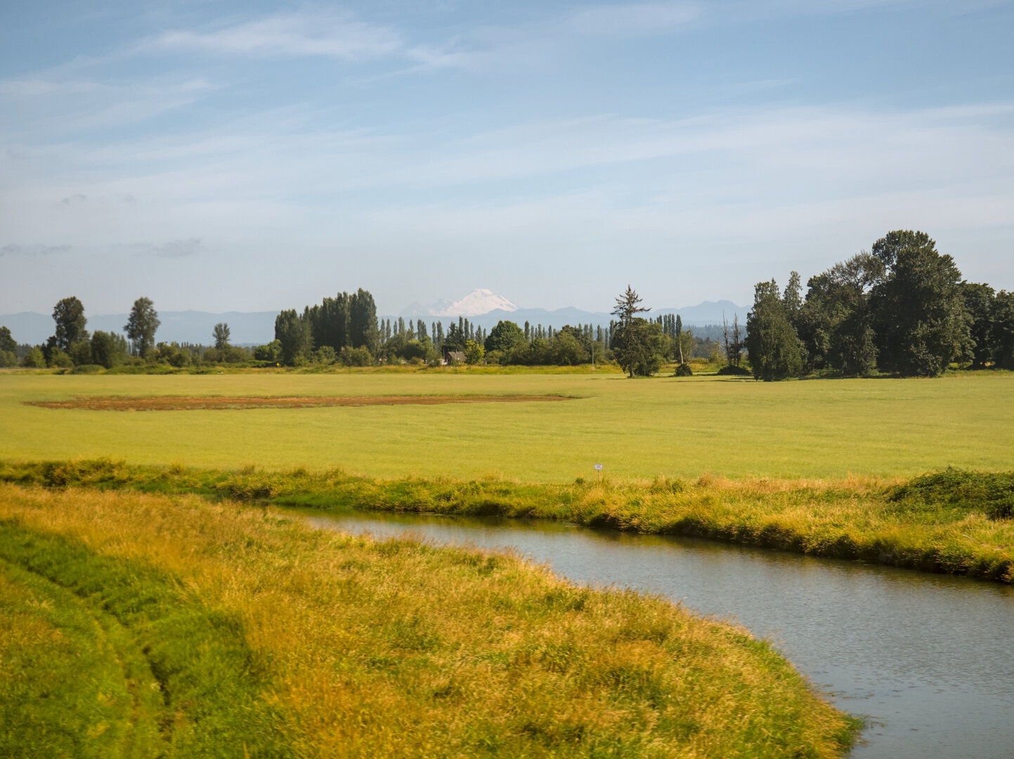 A stream flows through a largely yellow grassland in the foreground. In the distance is a forest and the snowy peak of Mt Rainier peeking out.