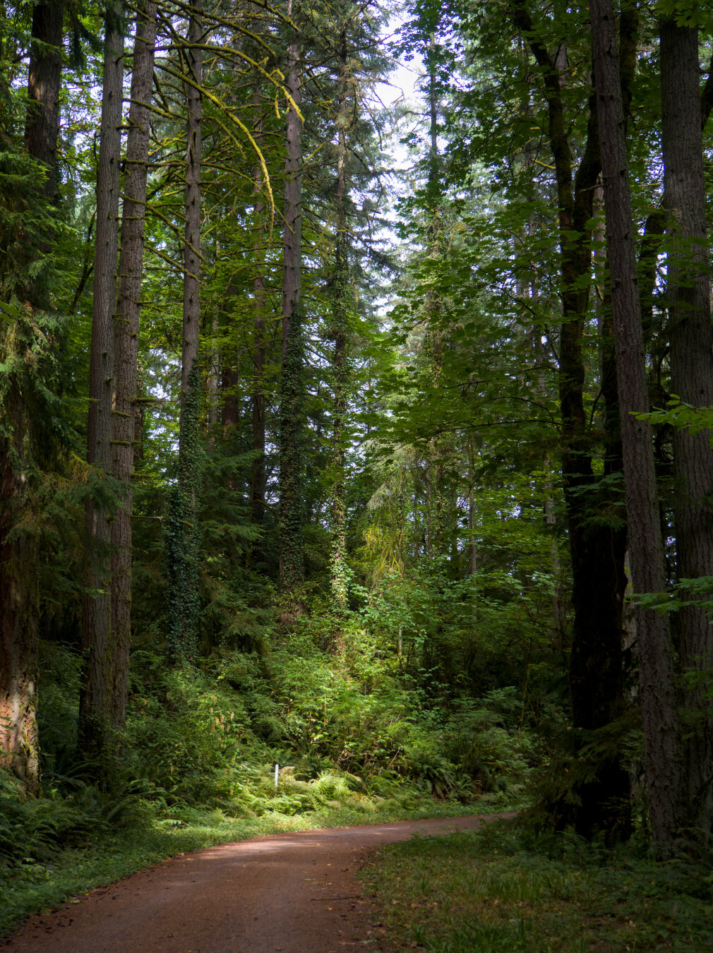The sun began to come out, illuminating a slice of the forest floor by the trail.