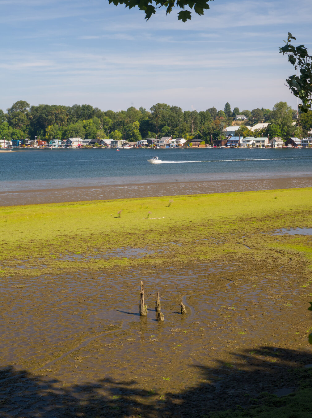 A little white boat travels in a wide blue river, in front of many colorful little houses. In the foreground is a green muddy shallow wetland with 3 broken wooden pillars sticking out. The scene is framed by silhouettes of trees and the shadows they cast onto the wetland.