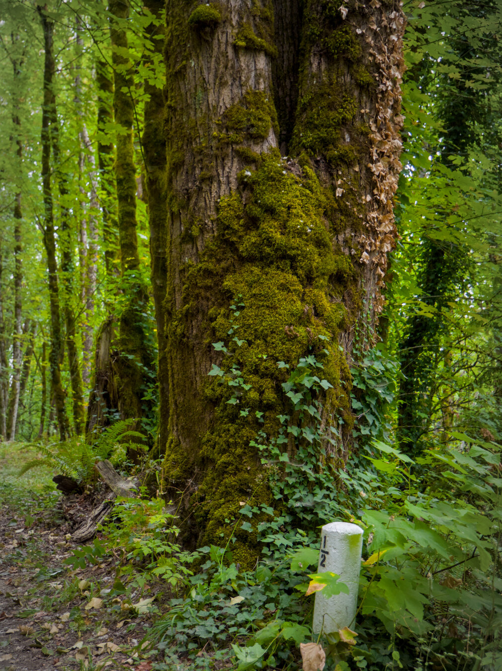A thick tree trunk with a lot of moss. Below it is a little white milestone saying 7 1/2.
