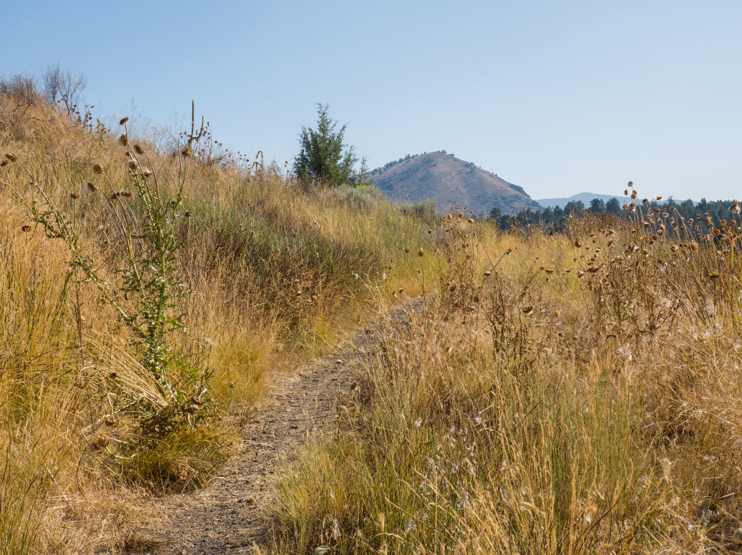 Single track through dry yellow grass going up a little hill