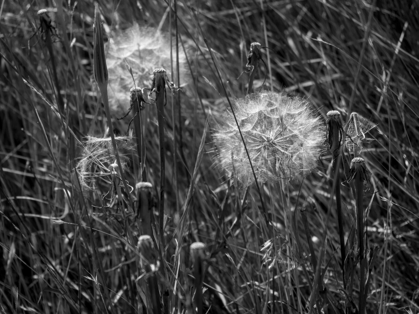Giant dandelions in the midst of grass