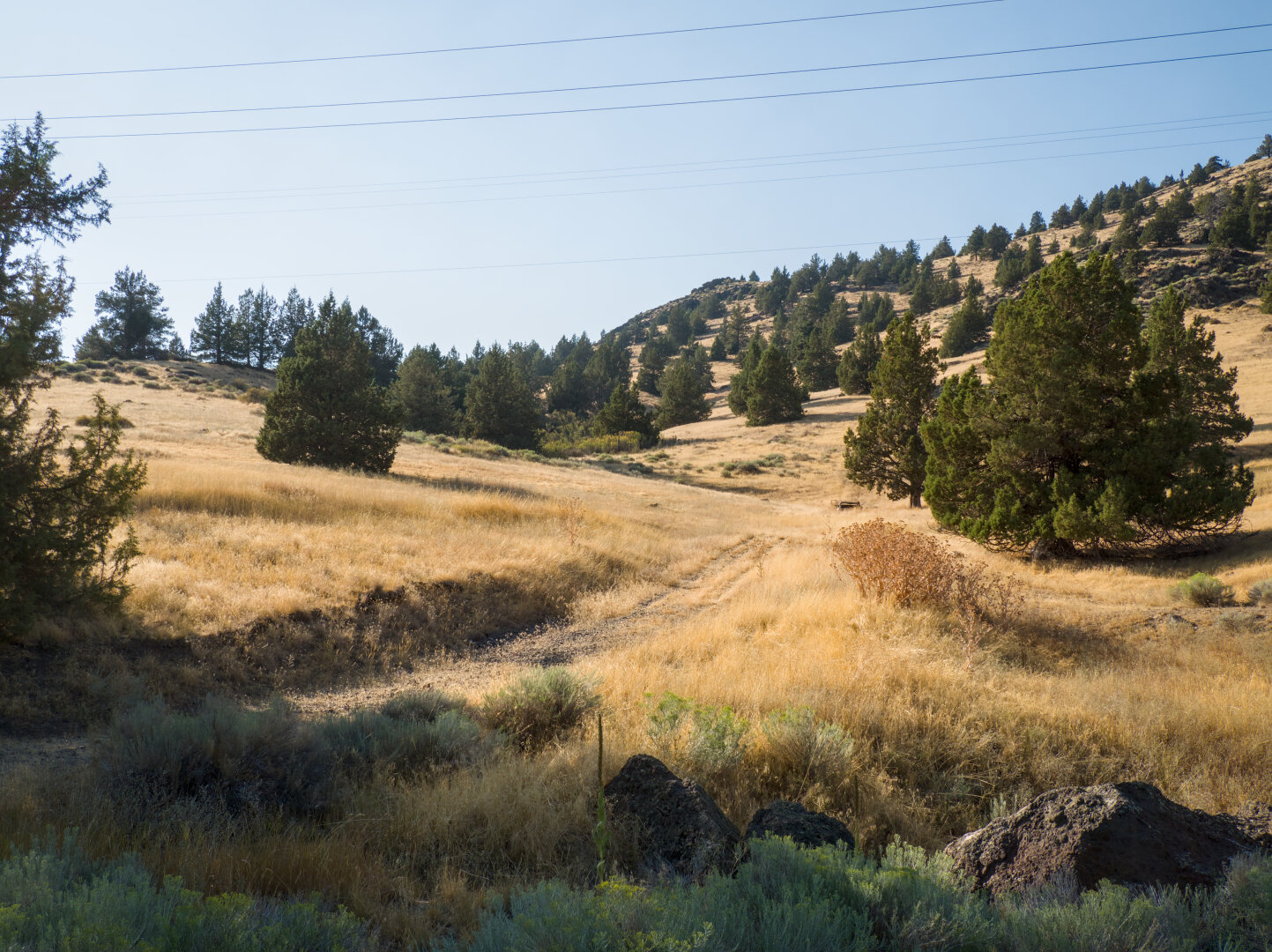 Looking up a hill covered by dry yellow grass and dotted by small trees. A double track leads up the hill in the foreground.