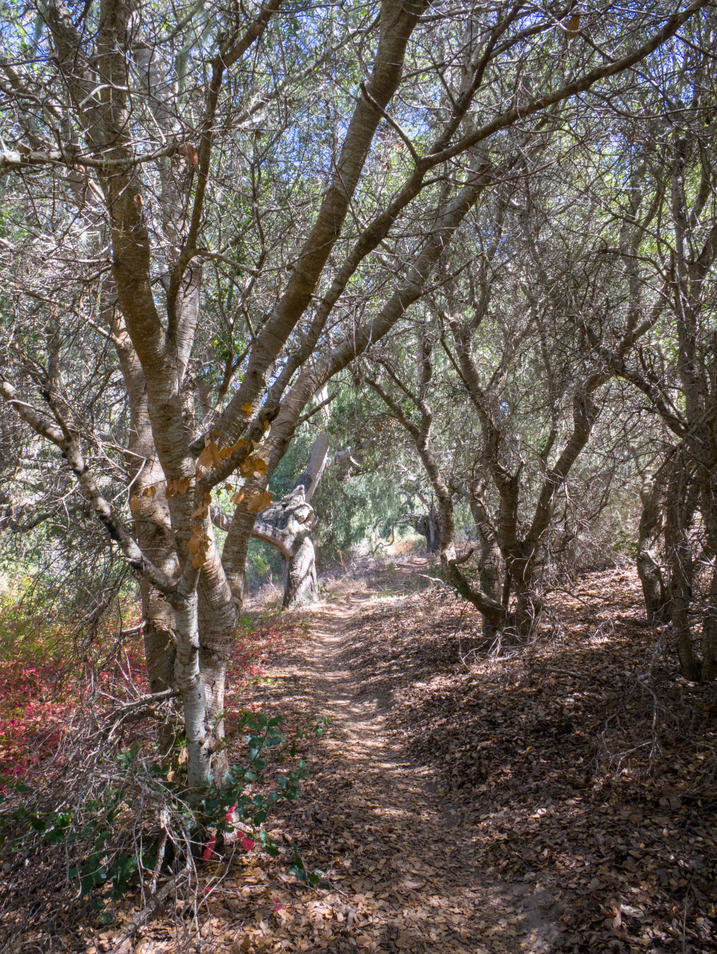 A single track dirt trail in dappled light under many short trees with few leaves