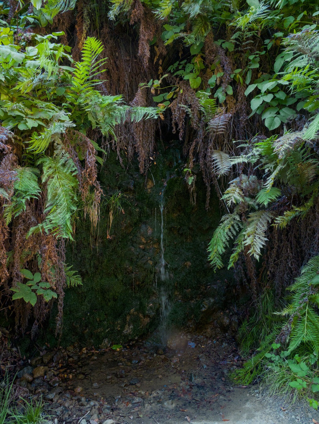 Green leaves frame a small trickling waterfall