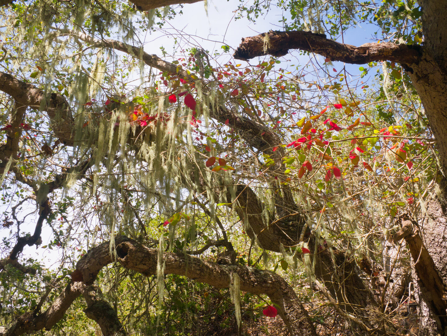 Many light green filaments hang from the crooked branches of a tree. There're some red leaves on the tree.