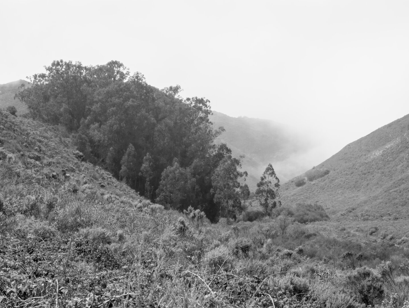 A valley filled with fog. The hillsides are mostly shrubs, but there's a patch of forest on the left.