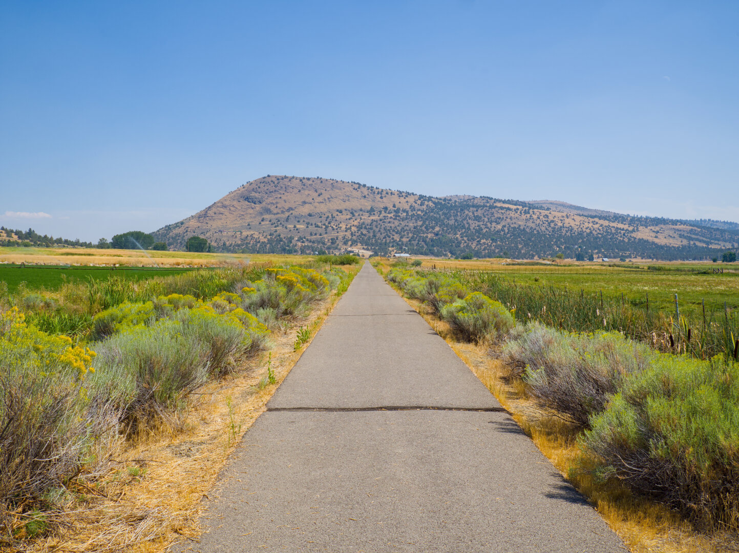A paved trail with a gap across leads to a mountain in the distance. By the trail are short plants with pale green leaves and little yellow flowers, and a green field.