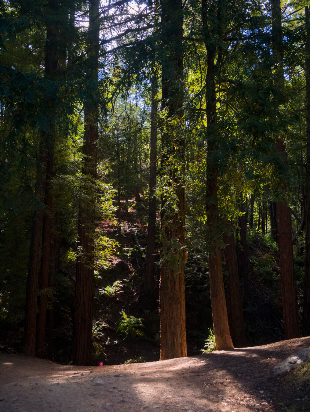 The sun highlights some back lit leaves in a forest, casting dappled lights onto the dirt trail