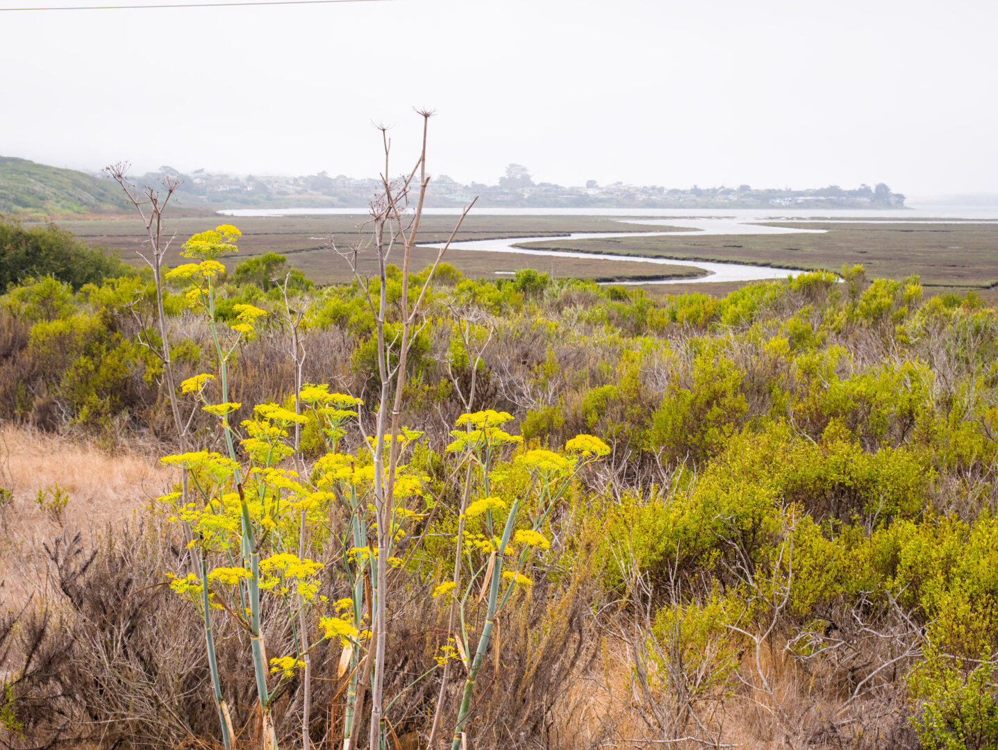 Wild fennel and shrubs in the foreground and a foggy wetland in the background