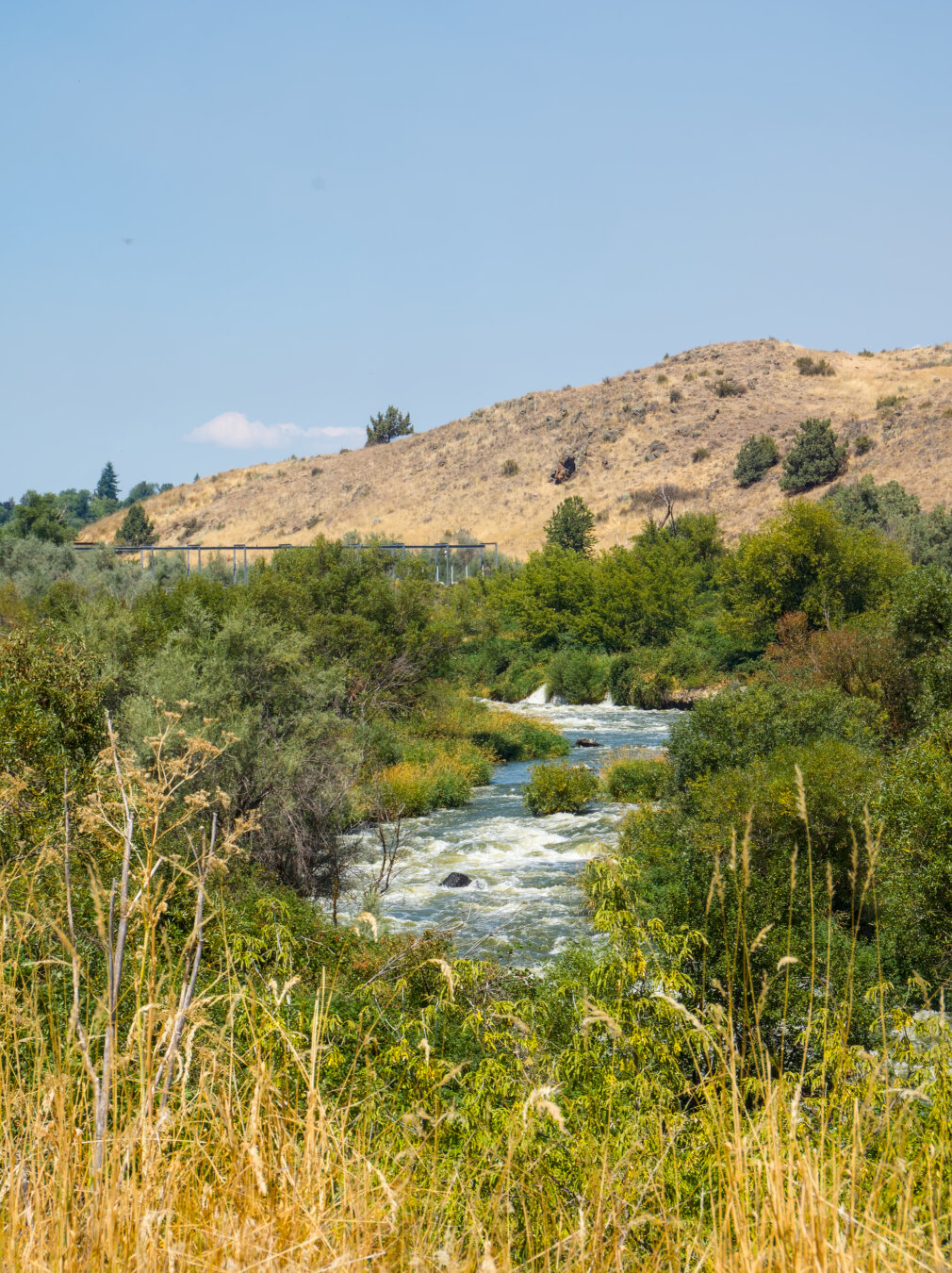 A blue river with rapids flows in the midst of green forest, beneath an arid yellow hill. In the foreground is yellow grass.