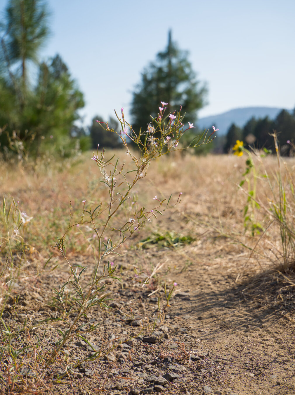 Tiny pink flowers in the middle of a gravel road
