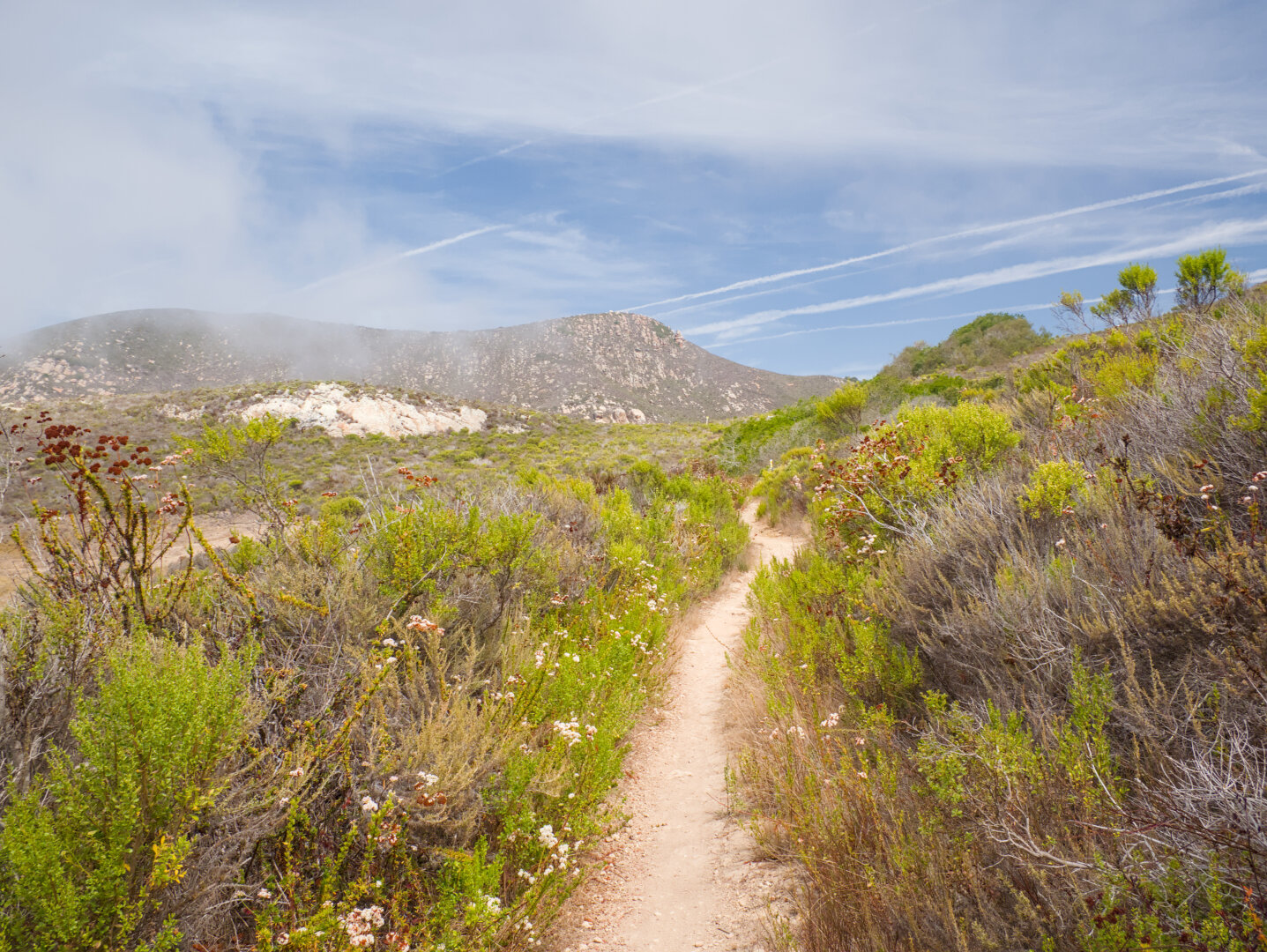 A single track passes through the shrubs leading into the scene. In the distance are mountains with many rounded rocks. It was partially cloudy. By the trail are some clusters of small light pink flowers, which are California buckwheat.