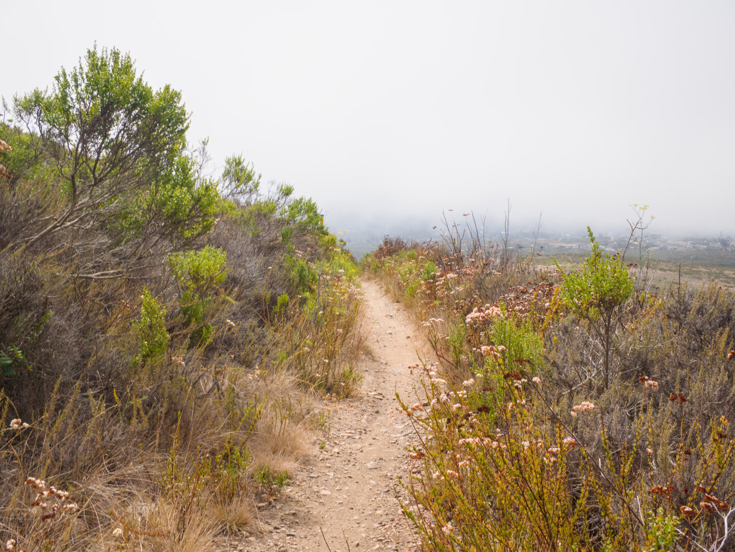 Single track leading into the fog, with shrubs and California buckwheat