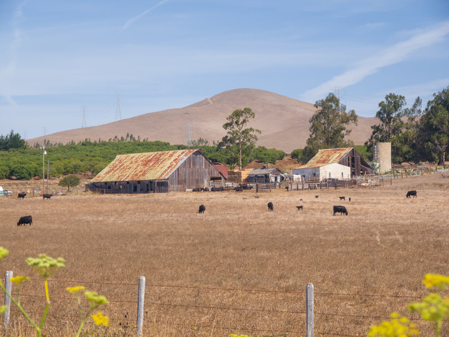 Dry field with many black cows grazing and some farm houses with rusty roofs, beneath a smooth small hill. Some yellow fennel flowers peek out in the foreground.