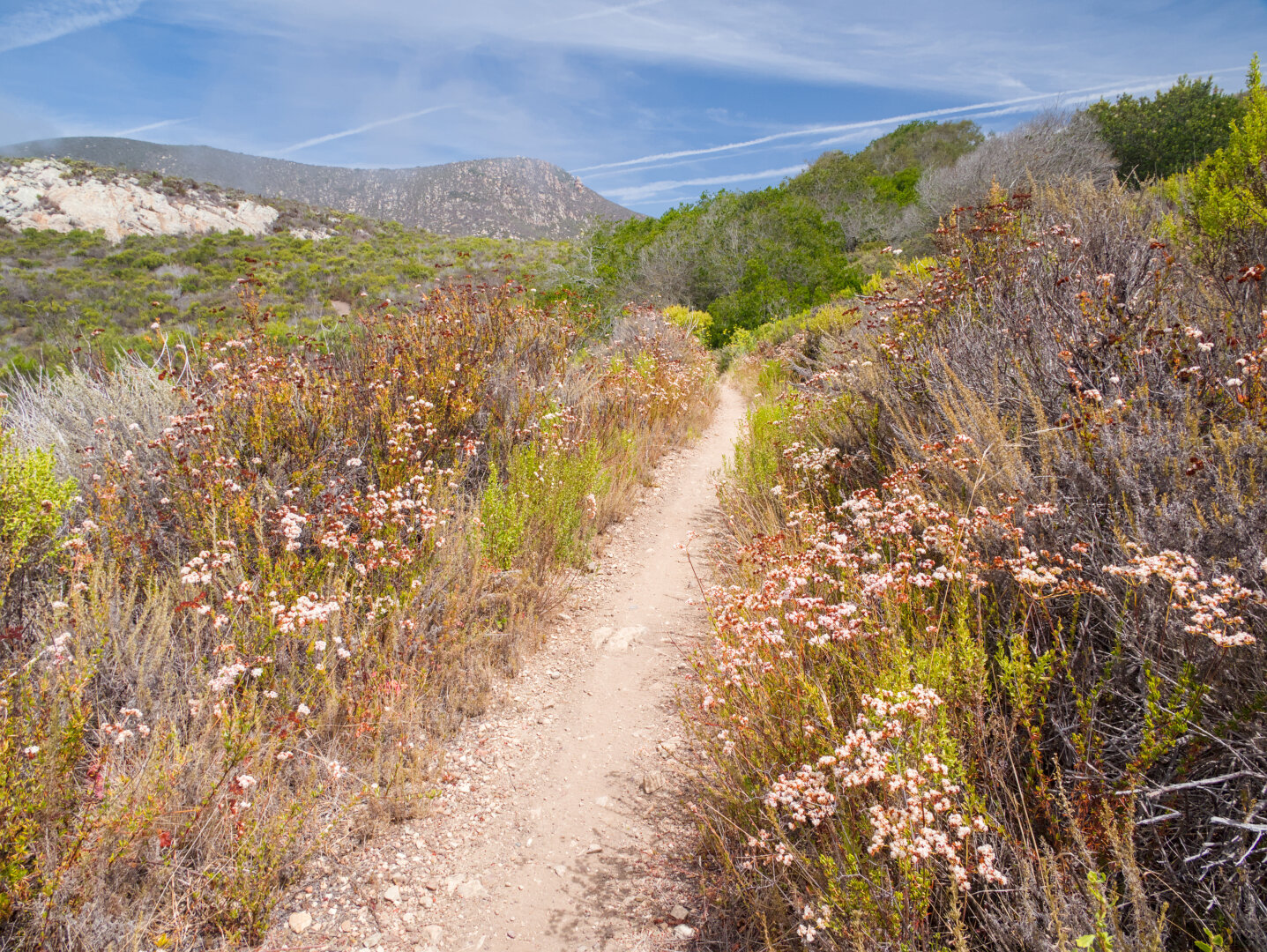 Single track trail with many light pink California buckwheat flowers