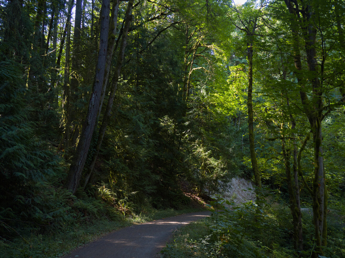 Soft sunlight shines through a forest, creating ray-like patterns through the leaves and casting dappled light on ferns on the forest floor and the gravel road.