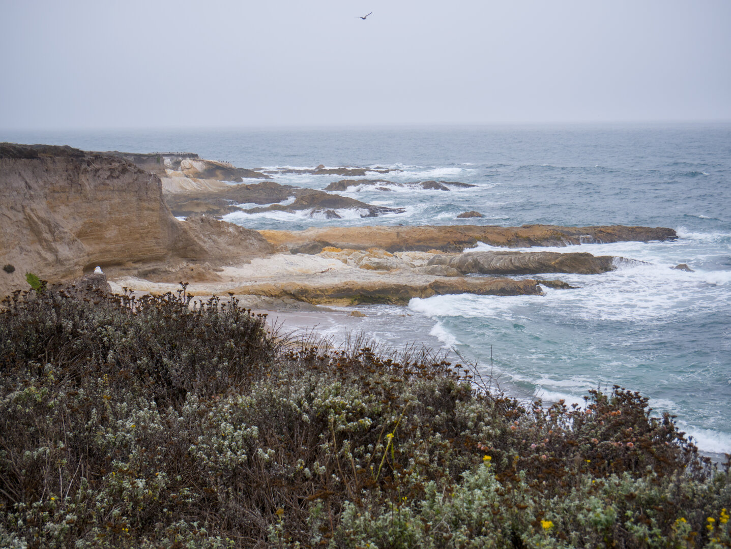 Billowing waves of the ocean pound on the rocks on the shore, below a rocky cliff. A lone seagull flew above. In the foreground is a mixture of dark dry shrubs and those with light green leaves and yellow flowers.