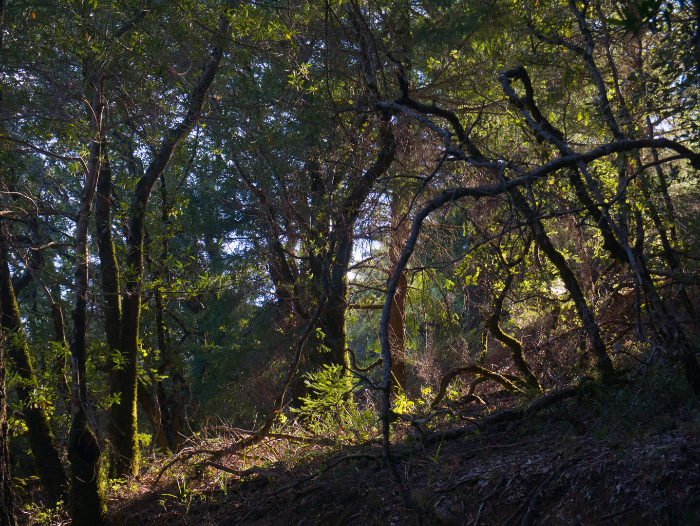 The sun shines down a slope through a forest