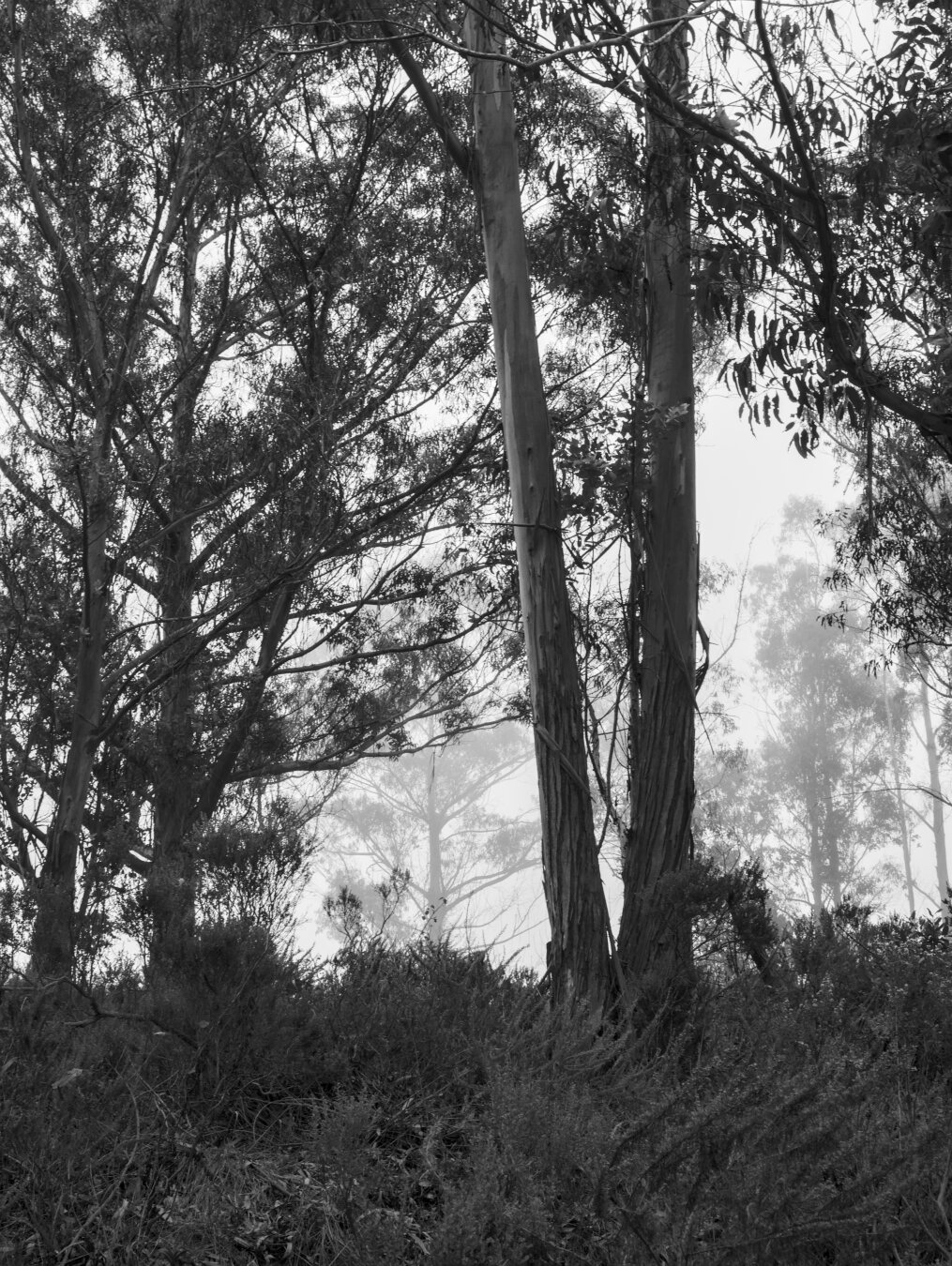 Same scene, more zoomed out showing more trees in the distance