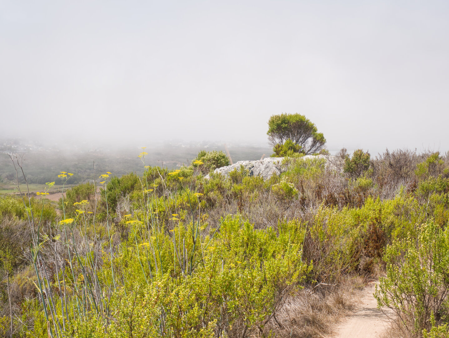 A lone shrub on top of a rock sticks out into the foggy background. There's a single track trail in the foreground with similar shrubs on both sides.
