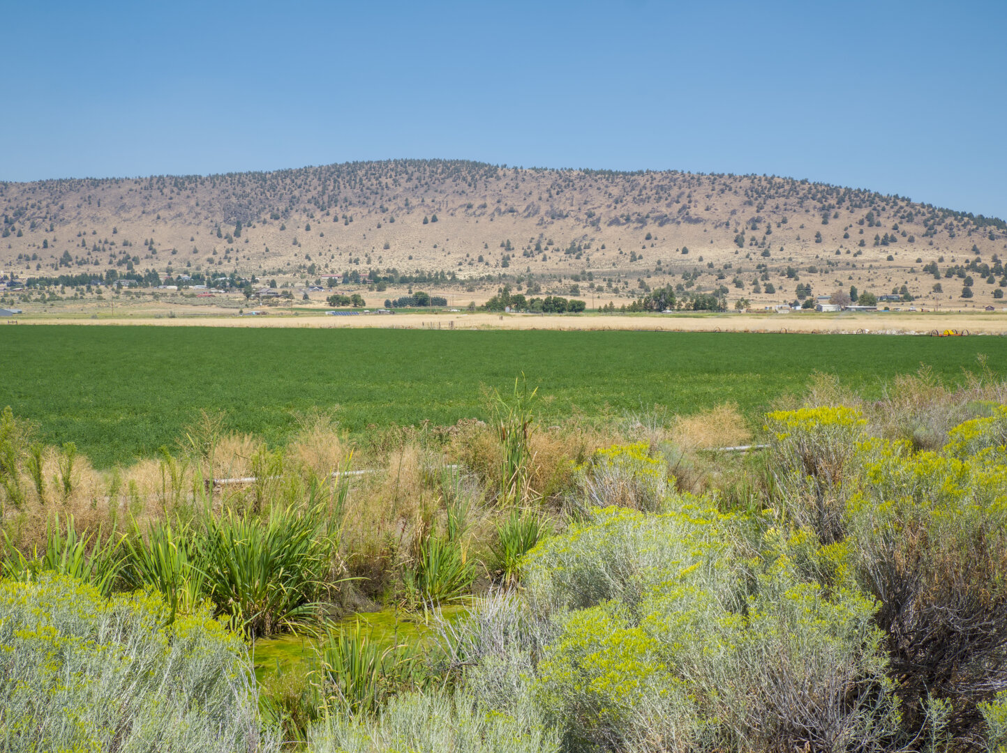 Looking across the little channel filled with green algae at the green field and arid yellow mountain in the distance