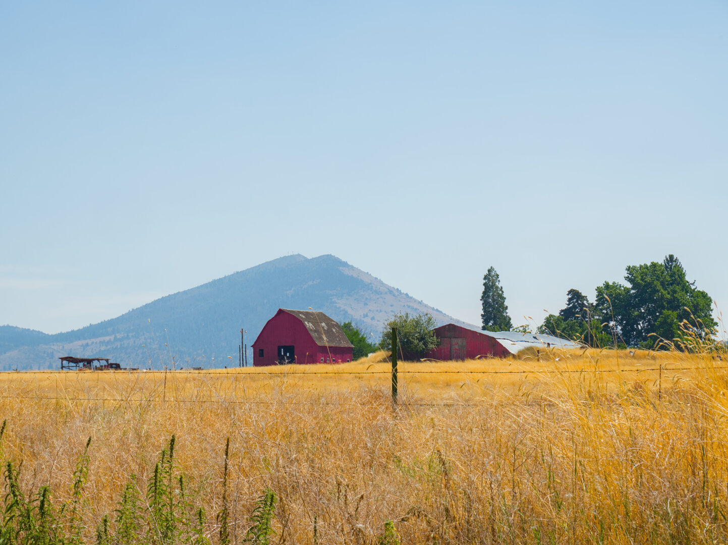 A red barn is framed by the mountains in the distance and green trees nearby. In the foreground is a field of yellow grass