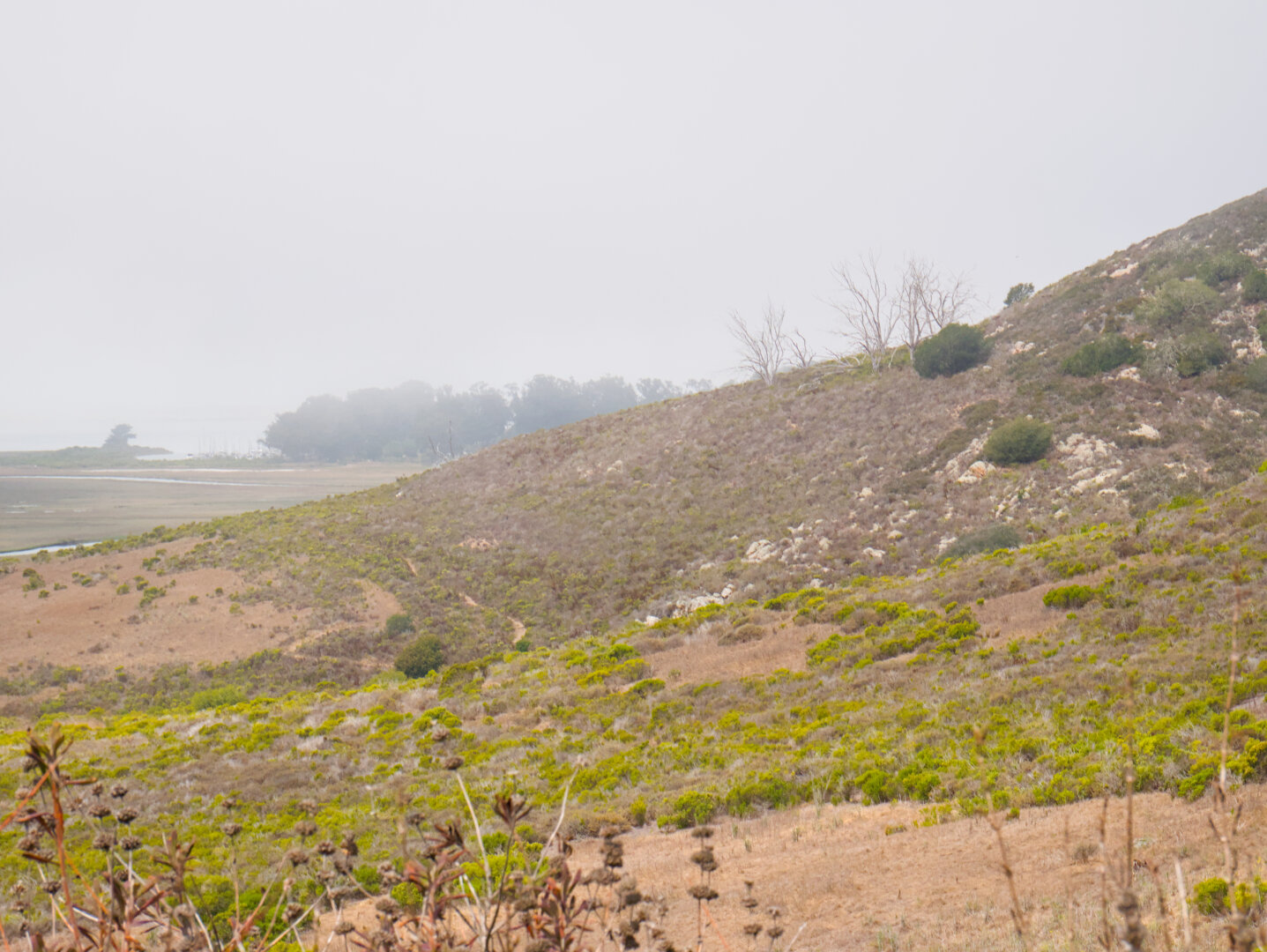 Some small bare trees stick out from a slope covered in shrubs into the foggy background. The wetland below can be vaguely seen through the fog.