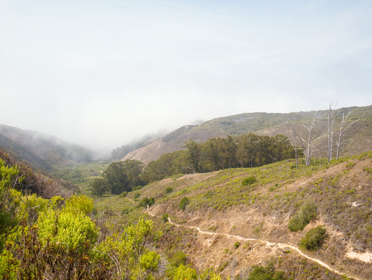 Looking back at the trail I just rode, down at the valley covered in fog in the distance. The trail goes on a slope covered in green shrubs. At the bottom is a patch of forest.
