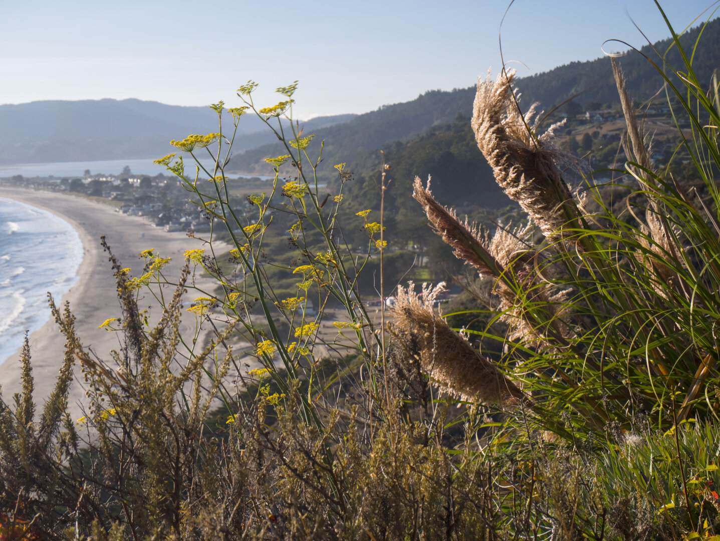 Wild fennel with clusters of yellow flowers and reeds blown by the wind above a long beach