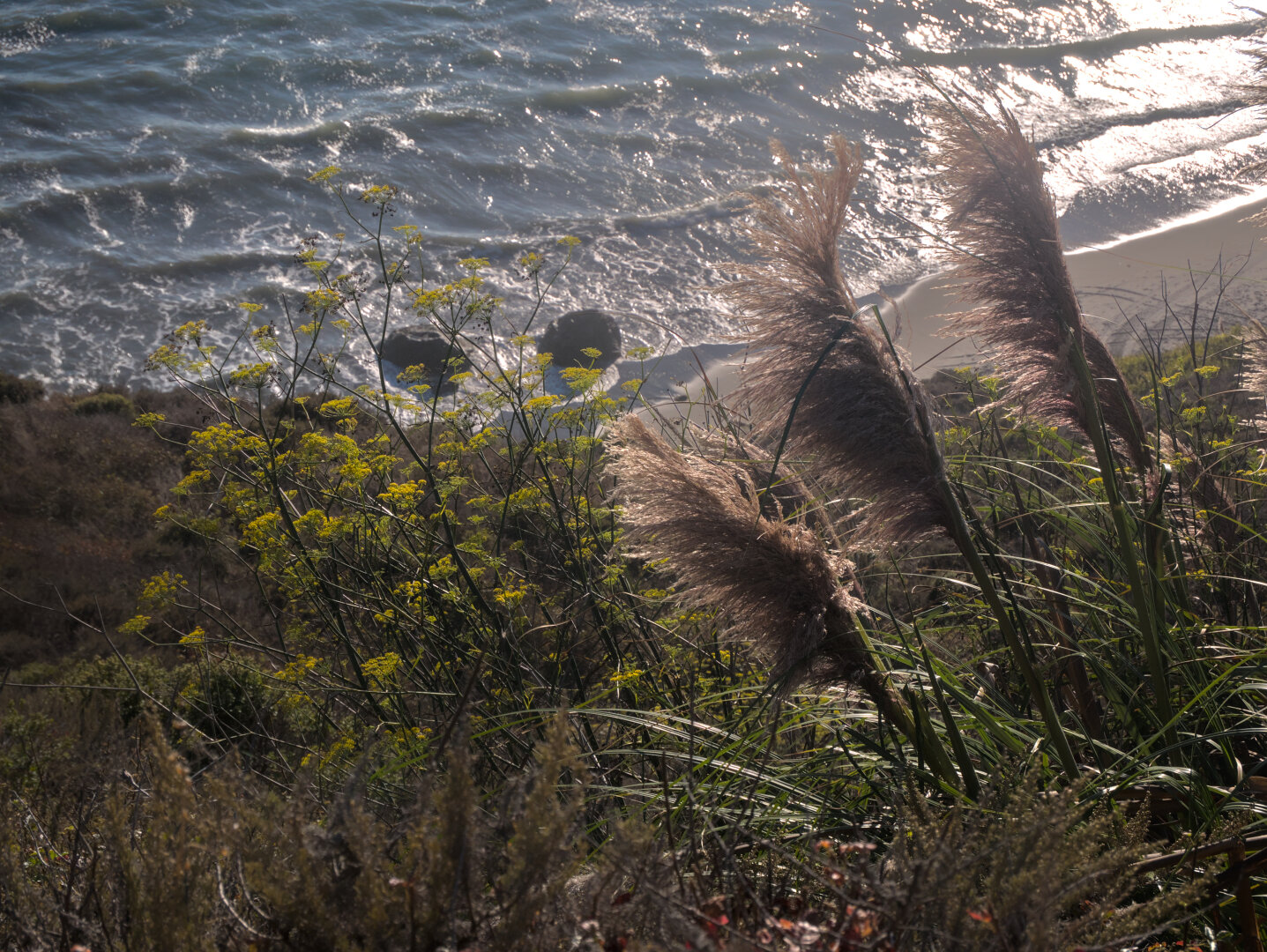 Wild fennel and reeds above the ocean