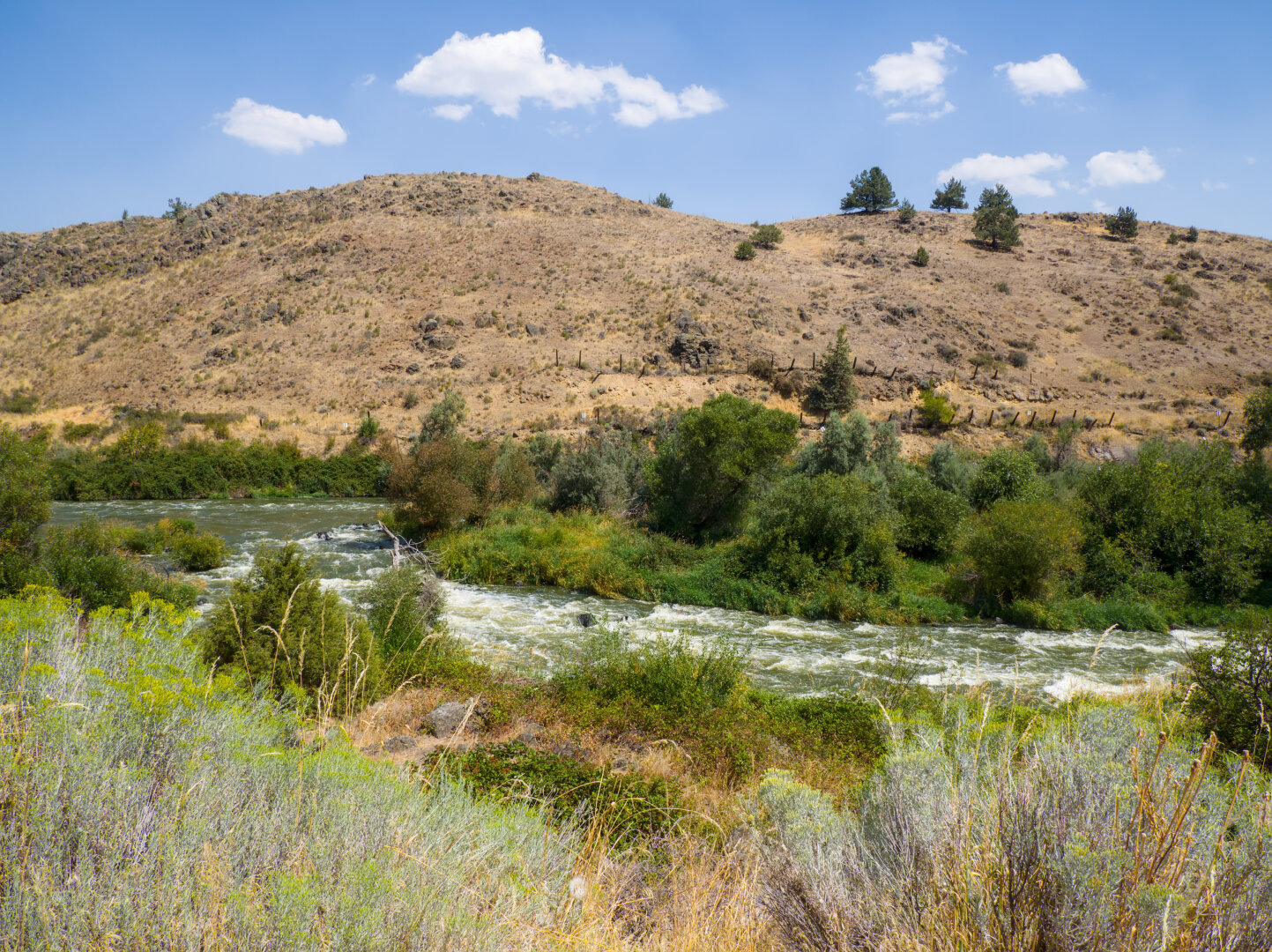The rapids flow around a little island covered in trees, beneath an arid hill. In the foreground are little yellow flowers. There were a few clouds in the sky.