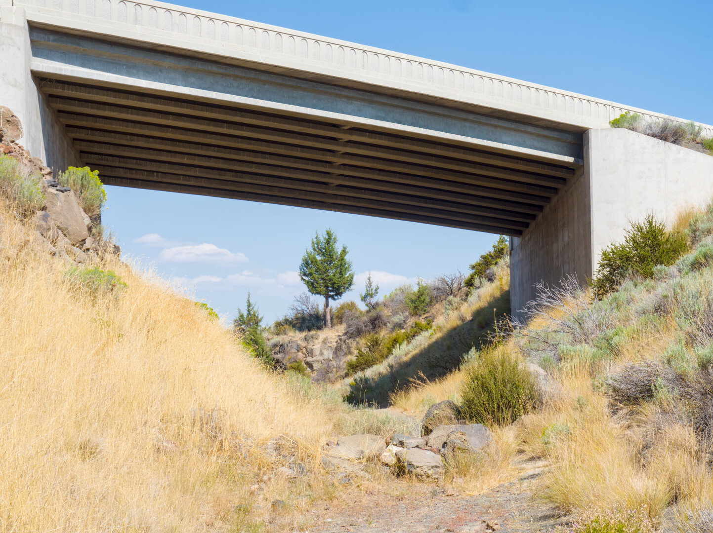 A highway above a small carved valley frames a tree in the distance