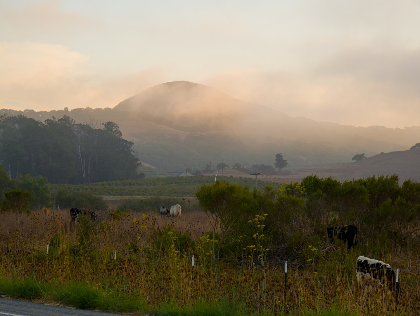 Cows were grazing on a pasture fenced off from the road. There's a patch of green crops, but mostly dry yellow grass. There's also some green shrubs and trees. In the distance is a mountain partially covered by the golden hour clouds.