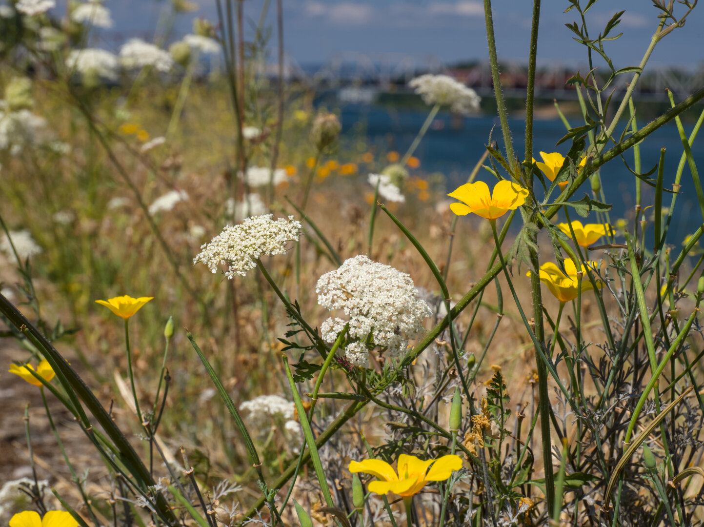 Two clusters of little white flowers of wild carrots surrounded by small yellow California poppies, with slightly yellow and dry leaves and the blue Columbia River in the background.