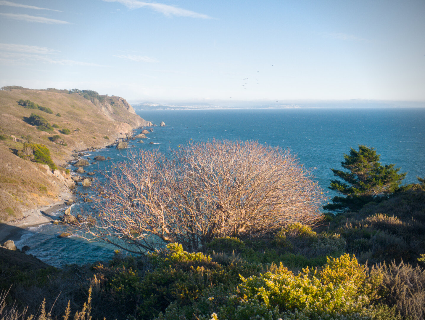 A dome-shaped tree without leaves is highlighted by the sun and appears framed by the shadows, the ocean, and the shore to the left. In the distance is a cluster of birds.