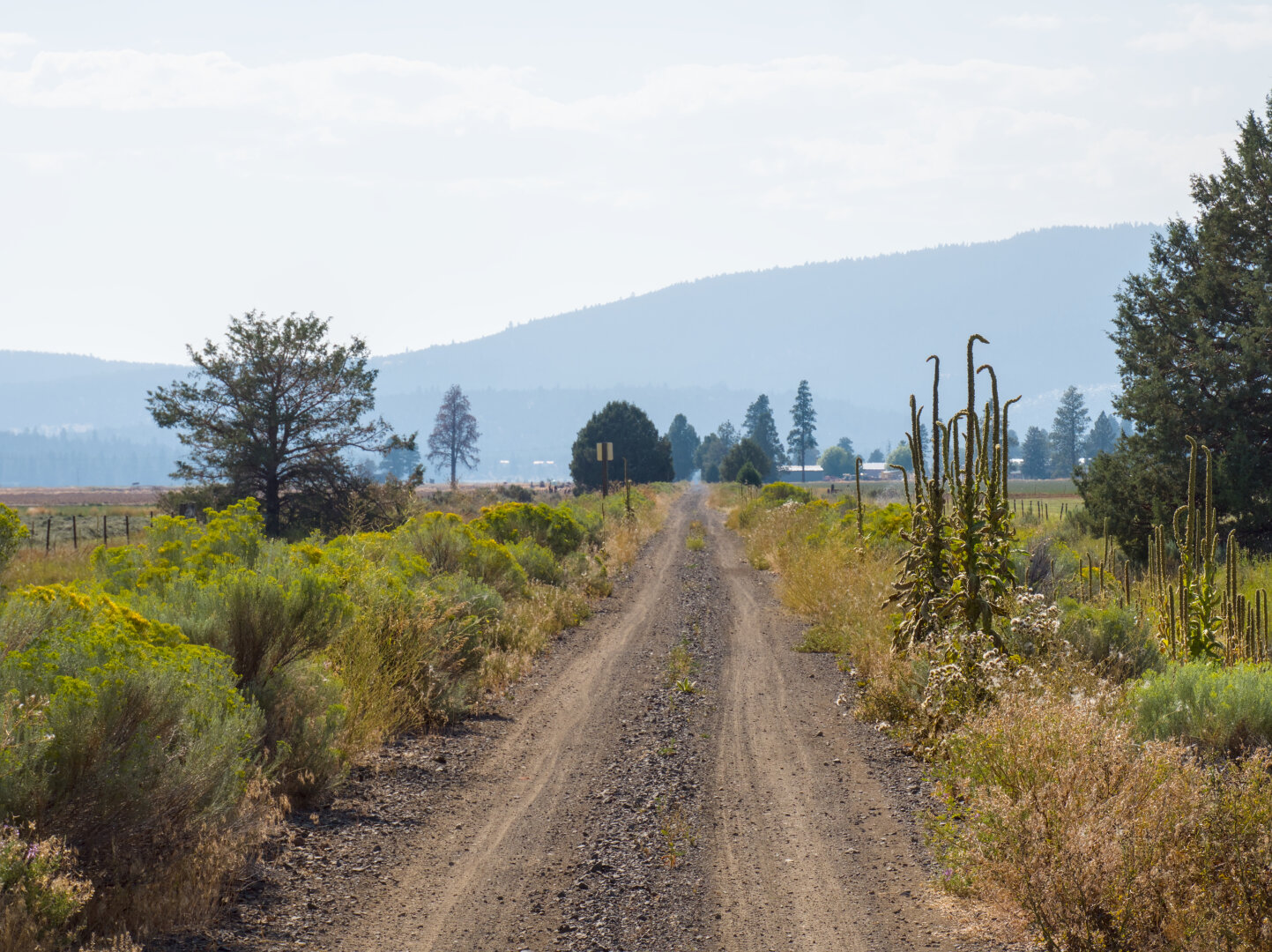 Trees by a gravel road appear layered in the hazy landscape. In the distance is the silhouette of a mountain.