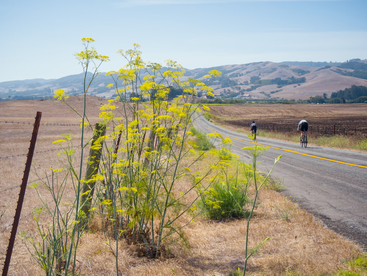 Roadside fennel with yellow flowers; two road cyclists were passing by on the road.