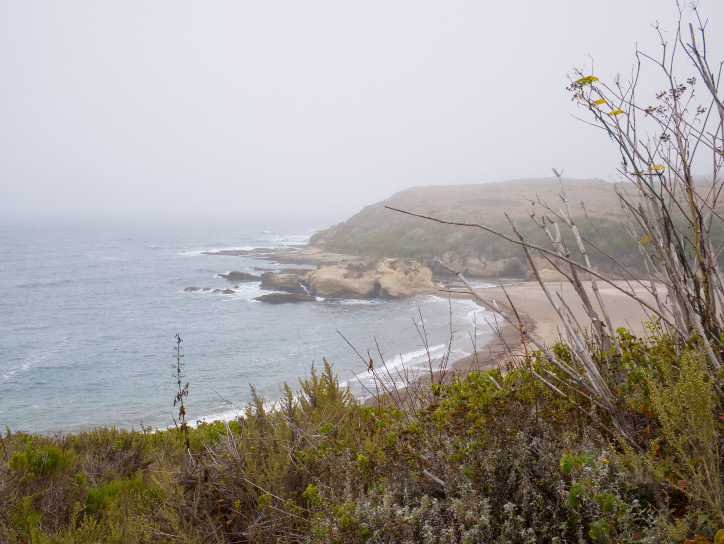Cove with beach and rocks in the fog, beneath the wild fennel in the foreground