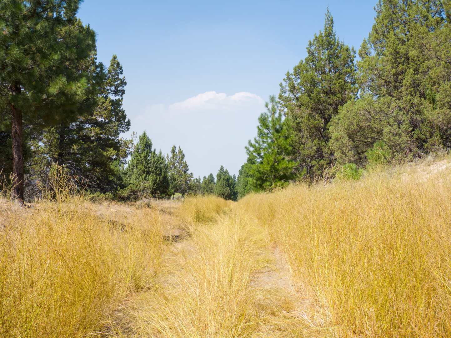 A dirt trail with overgrown tall yellow grass that make the trail difficult to pass. There are tall trees on both sides of the trail.