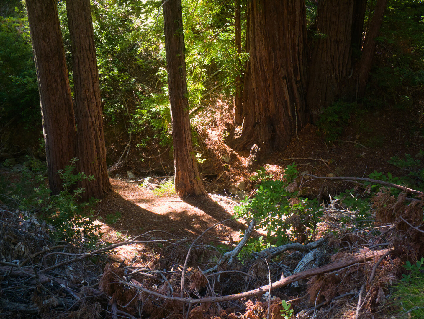 Bright dappled light on a dry forest floor under tall and straight trees