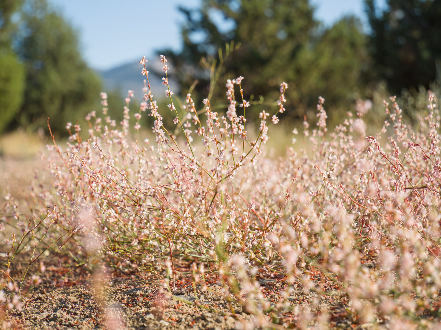 A dense patch of hundreds of tiny pink flowers on a gravel road
