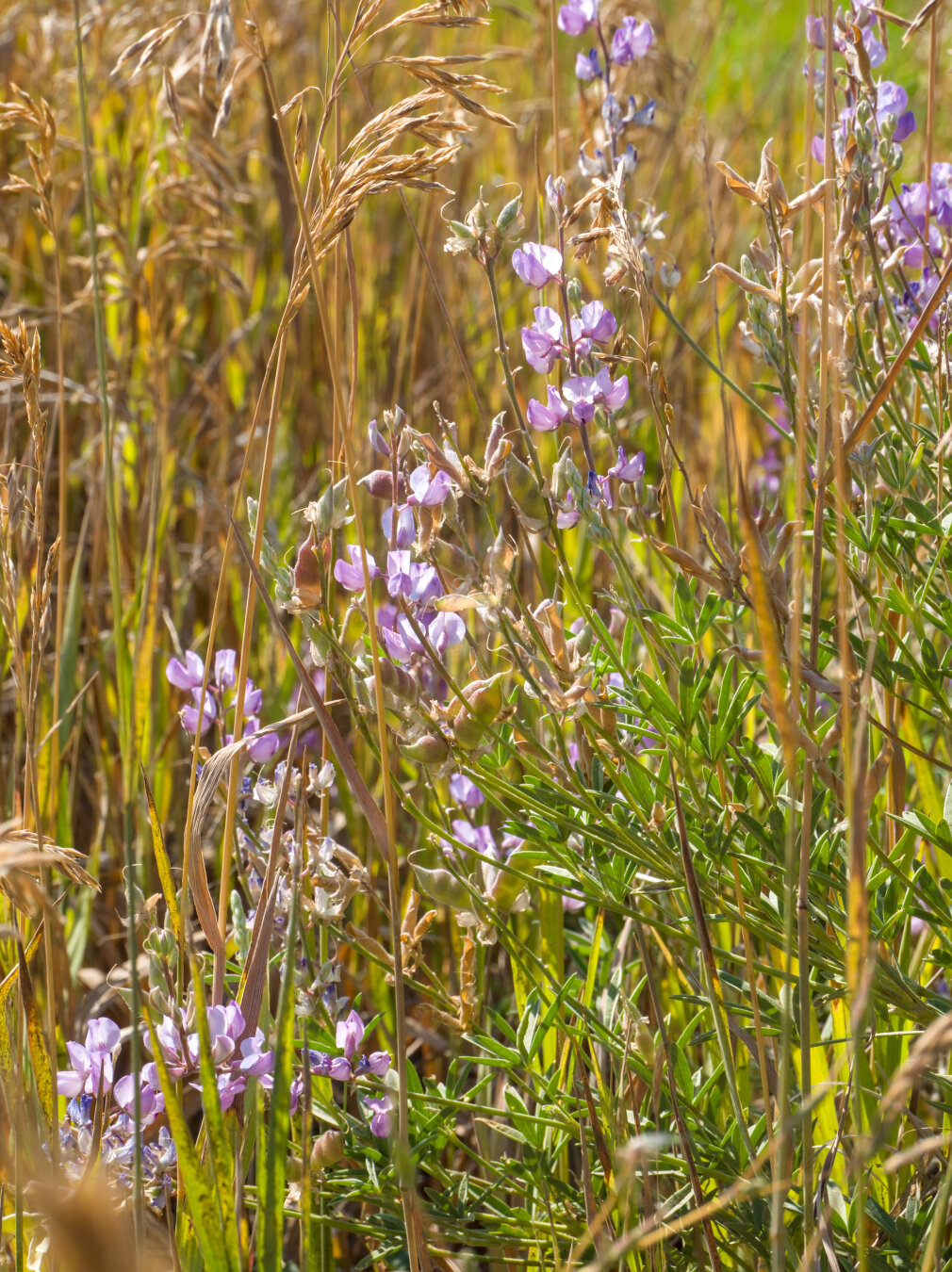Strings of little purple flowers of arroyo lupine in the midst of yellow and green leaves