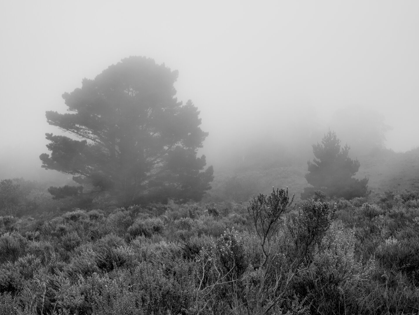 Two trees stand out above the shrubs. Some other trees are barely visible in the fog.