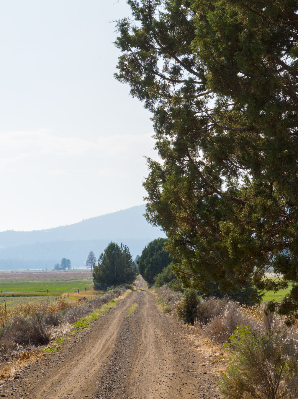 A tree towers over a rough gravel double track road through the farmland, leading to a hazy landscape.