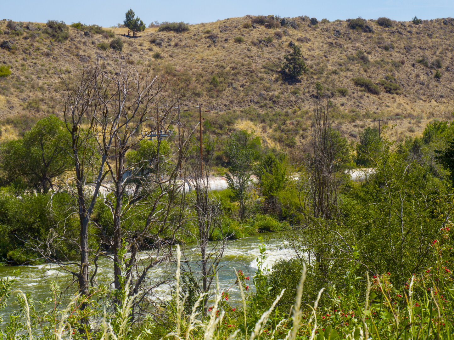 Looking through bare trees and shrubs with red berries at the rapids and the arid hill on the other side.